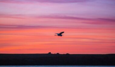 Bird flying in pink sunset