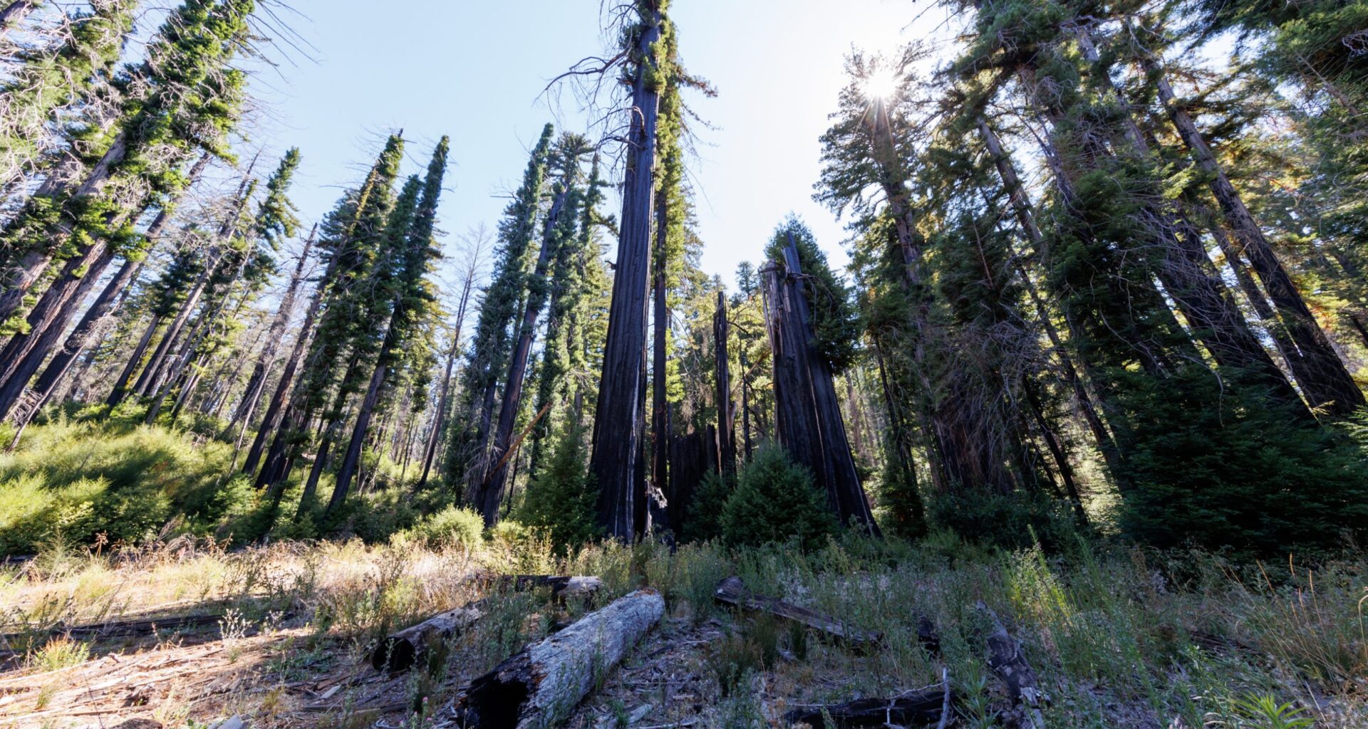 California State Parks acquires 153-acre property for Big Basin expansion