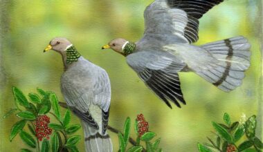 Two pigeons on green background