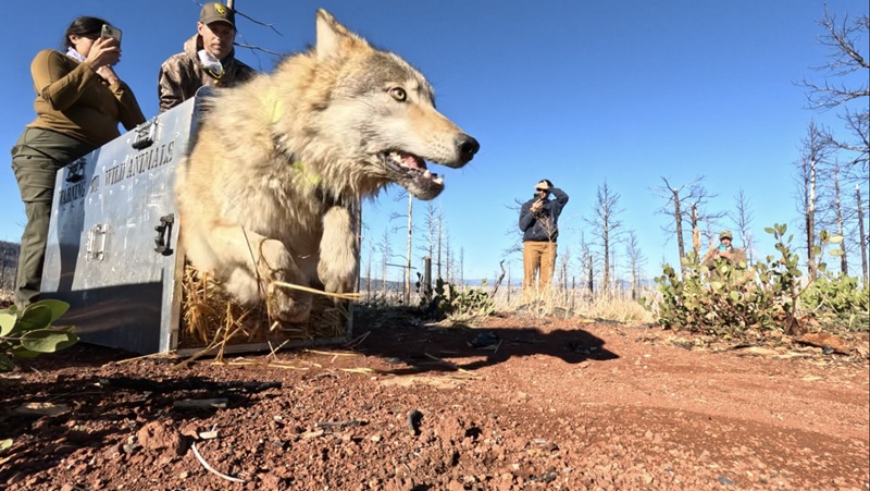 A Siskiyou County wolf is released from a crate after capture and collaring.