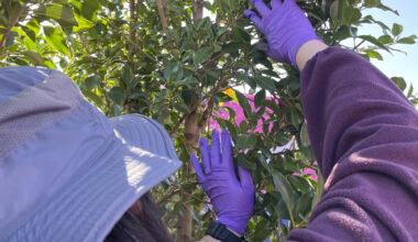 Bad Bunny’s Super Bowl Halftime Show Helps a Santa Clara County Agency Go Viral
