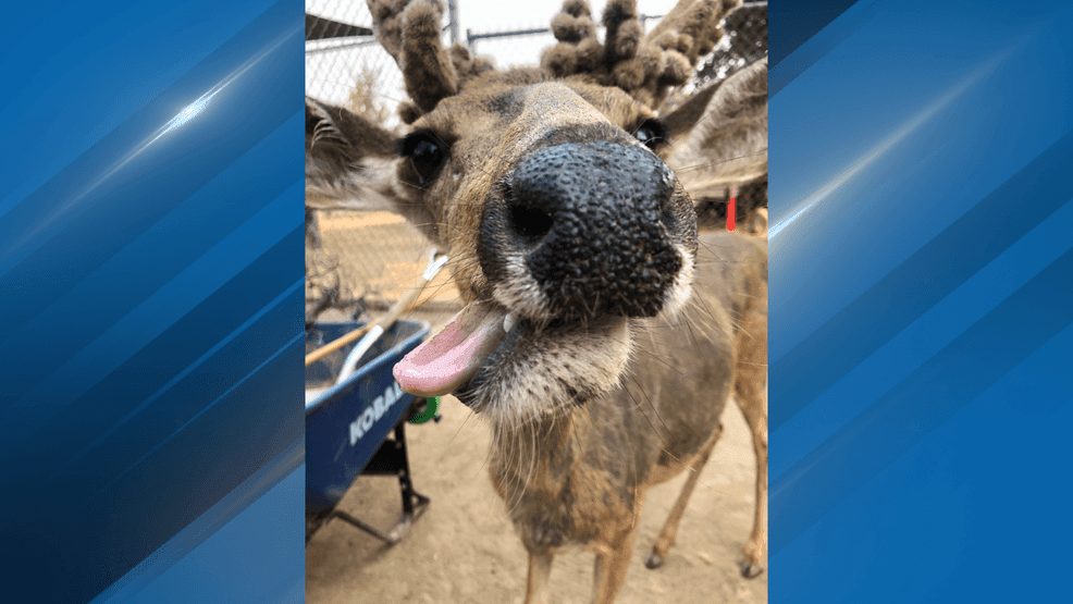 CALM Zoo announced the passing of two Mule Deer, Radar and Odie. PHOTO: CALM