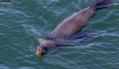 Rowing Stories, Features & Interviews | Beach Sprints 2028: A Look at the 2028 Olympics Venue in Feb 2026