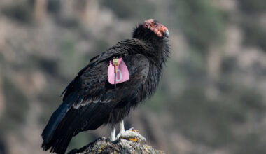Rare California Condors Spotted in Zion National Park Leave Hikers in Awe