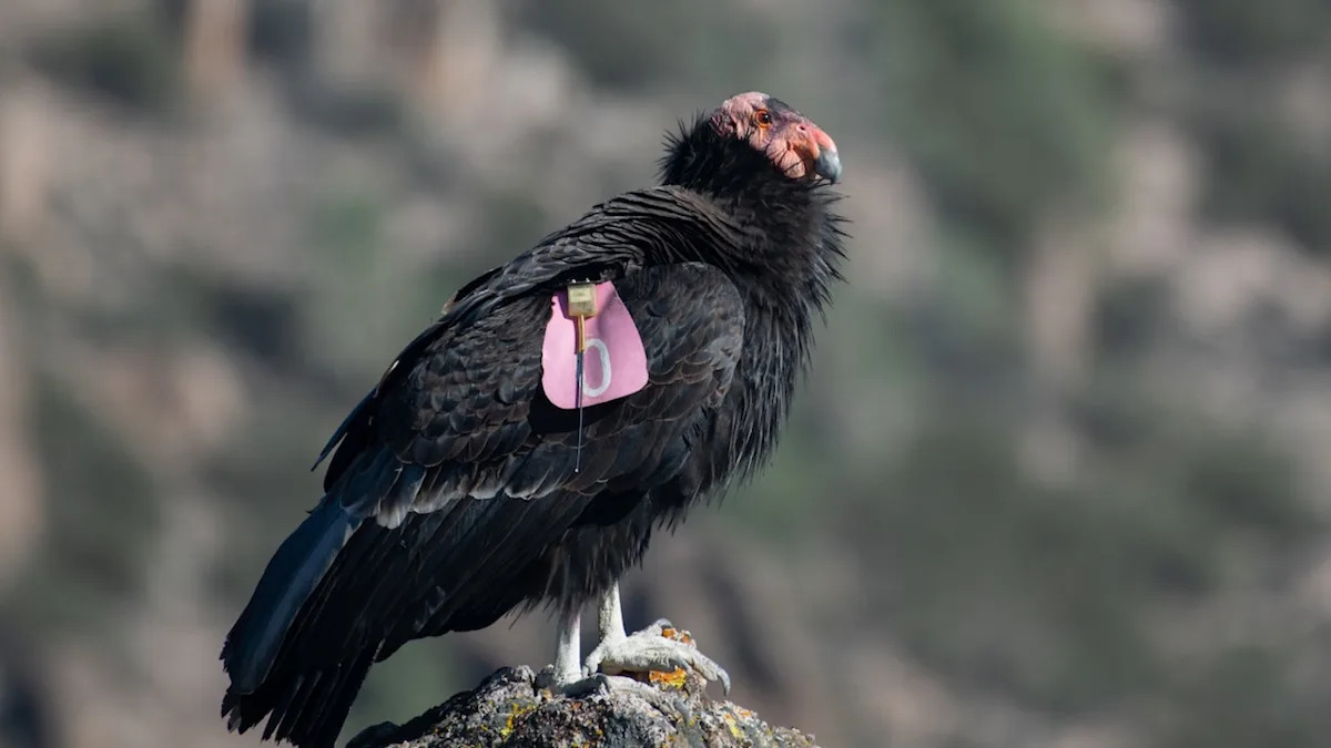 Rare California Condors Spotted in Zion National Park Leave Hikers in Awe