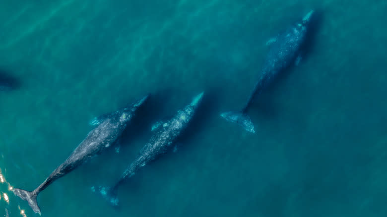An overhead view of gray whales in Sonoma County, California.