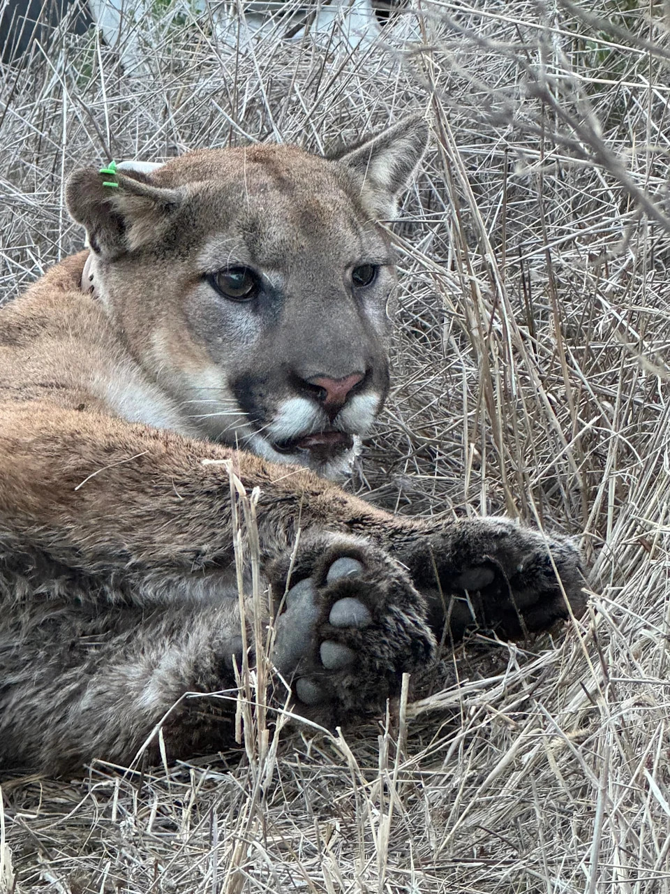 A young male mountain lion is released back to the wild after being caught in Camarillo on Wednesday, Feb. 19, 2025. Wildlife officials checked the lion's health and attached a GPS collar prior to setting him free.