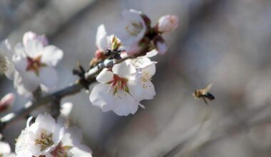 Fresno’s almond industry faces a bee crisis on two fronts. Here are 5 takeaways