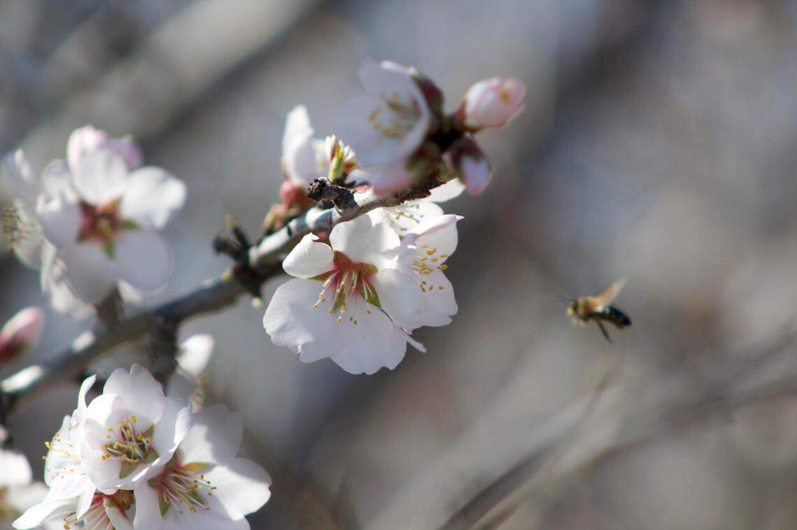 Fresno’s almond industry faces a bee crisis on two fronts. Here are 5 takeaways