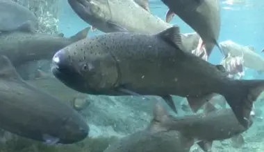 Future 'Bright' For Klamath Salmon: California's Runs Show Signs of Recovery After Three-Year Commercial Fishery Shutdown, Raising Hopes for Upcoming Fishing Season | Lost Coast Outpost