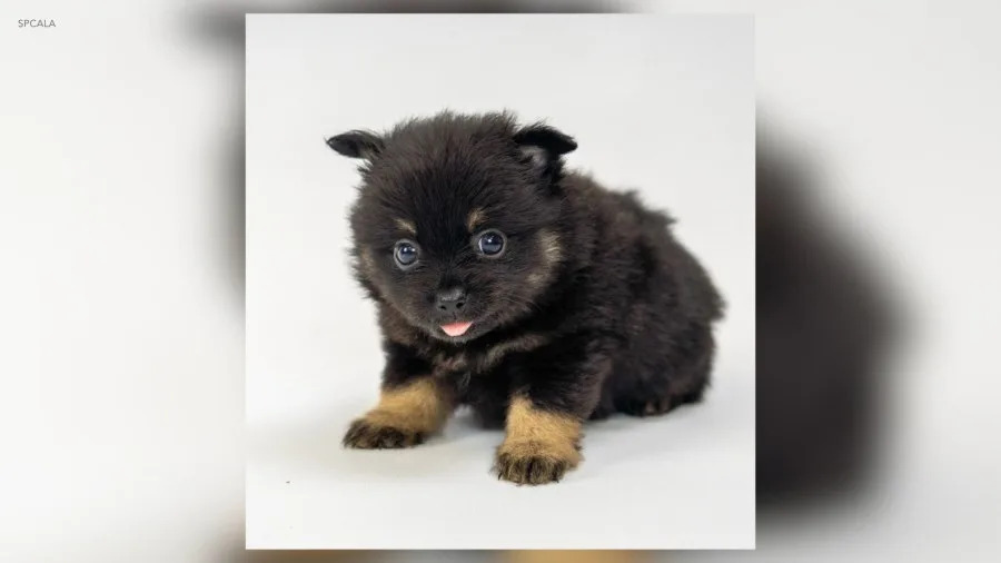 Puppy Bowl Pomeranian