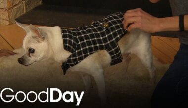 Meet Cornelius Archibald Walker III | Pet of the Week