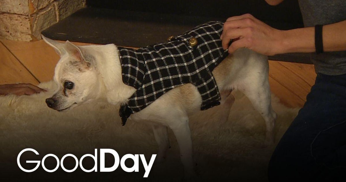 Meet Cornelius Archibald Walker III | Pet of the Week