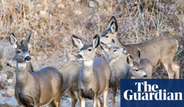 California officials move forward with plans to exterminate mule deer from island | California