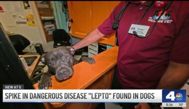 Leptospirosis is spreading again in California – NBC Los Angeles