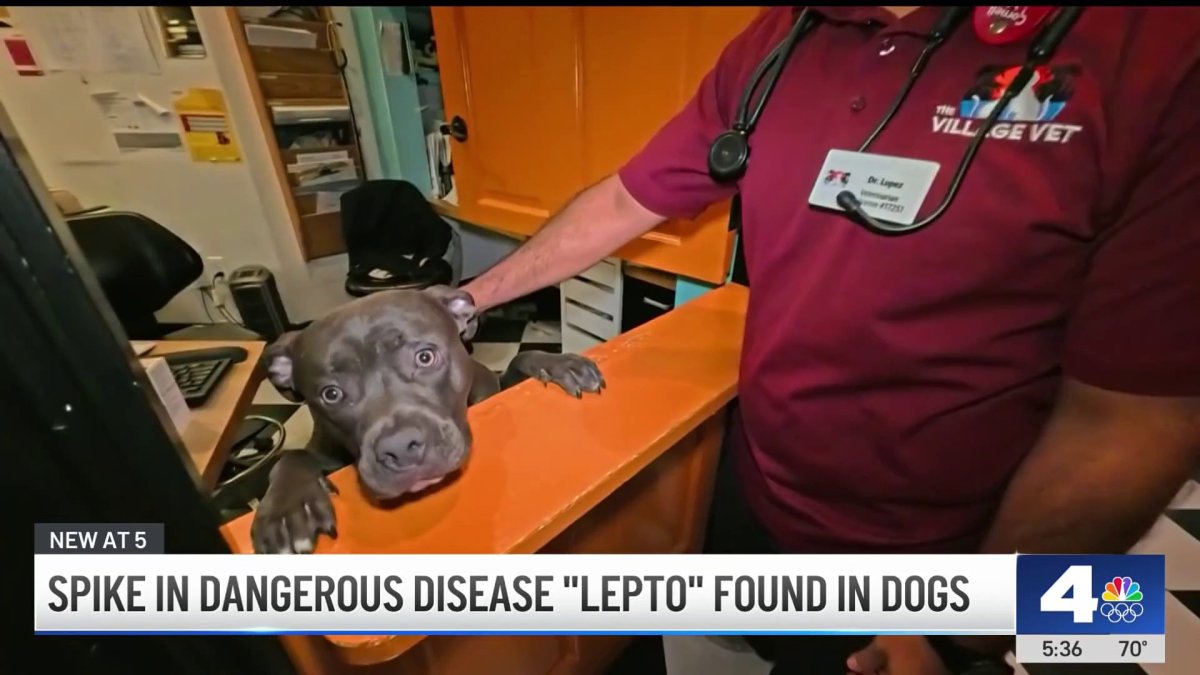 Leptospirosis is spreading again in California – NBC Los Angeles