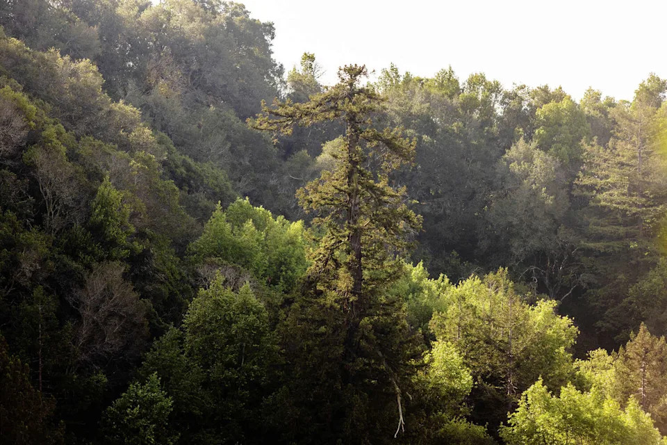 Old Survivor is the last remaining old-growth redwood tree in Oakland, as seen from the top of Leona Heights Park. (Douglas Zimmerman/SFGATE)