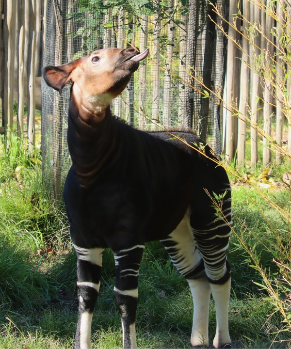 Yahoo lifestyle home