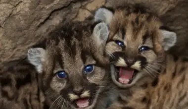 Facing ‘Extinction Vortex,’ California Grants New Protections to More Mountain Lions | Lost Coast Outpost