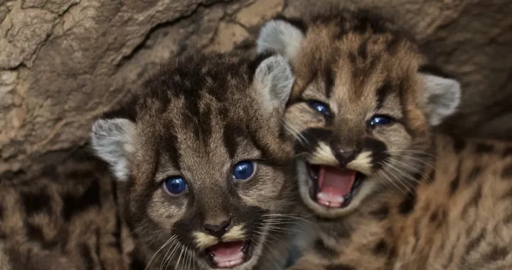 Facing ‘Extinction Vortex,’ California Grants New Protections to More Mountain Lions | Lost Coast Outpost