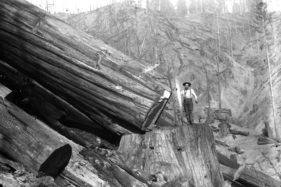 Oakland's ancient redwood trees were quickly decimated in order to build San Francisco and its surrounding cities. (Fair Use via Swanlund-Baker Collection/Humboldt State University Library)