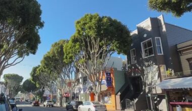 San Francisco seeks to cut red-tape on tree removal and replacement process