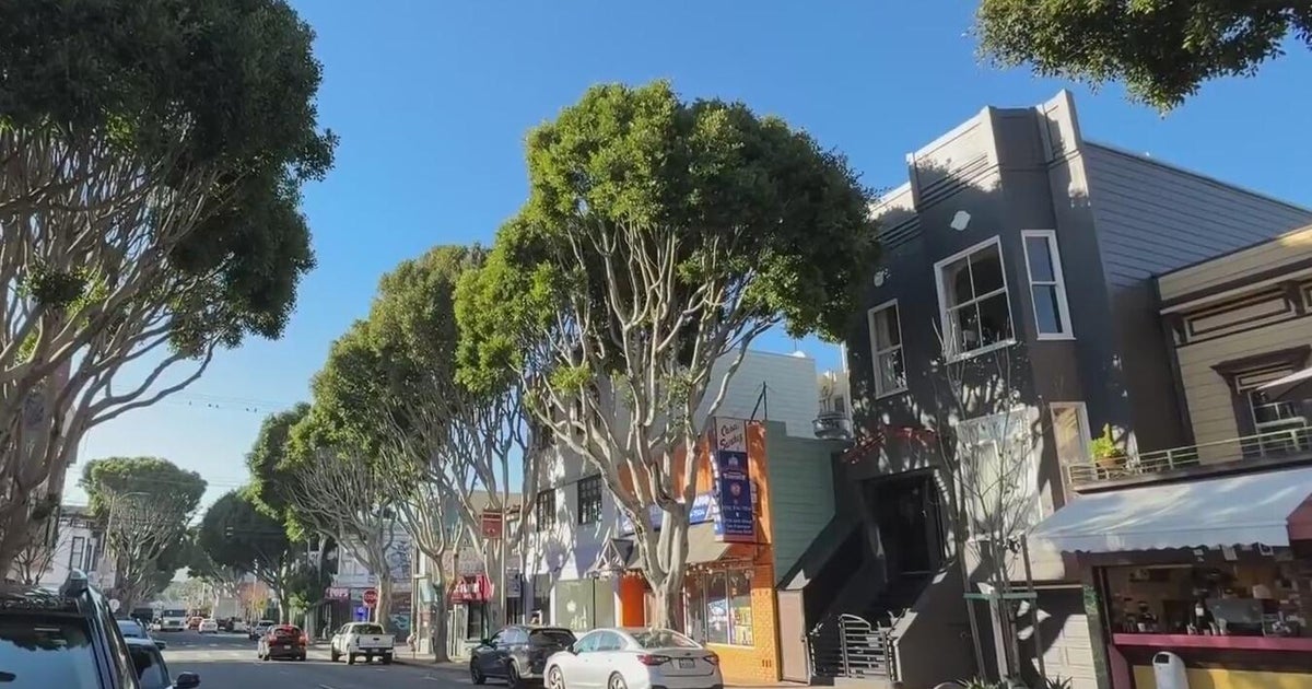 San Francisco seeks to cut red-tape on tree removal and replacement process
