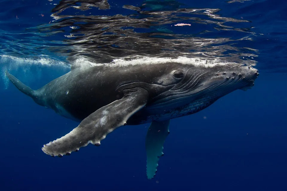 Sighting of humpback whales are common along the California coast (Getty/iStock)