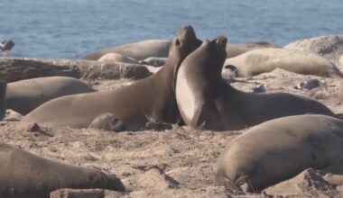 Avian flu killing elephant seals along Northern California coast