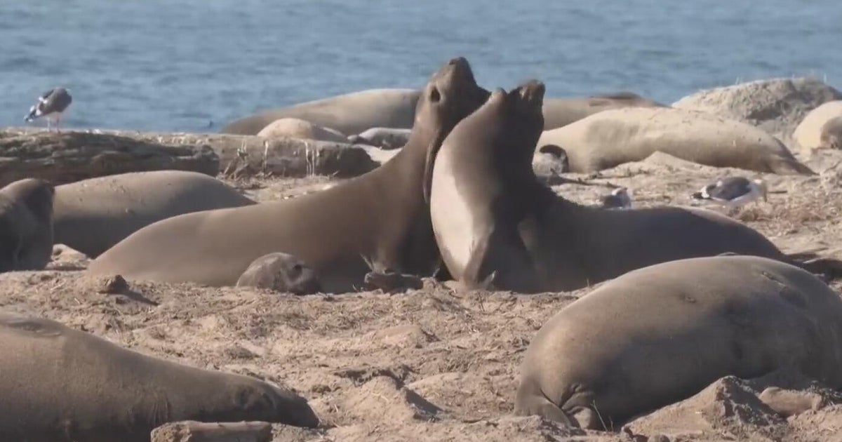 Avian flu killing elephant seals along Northern California coast