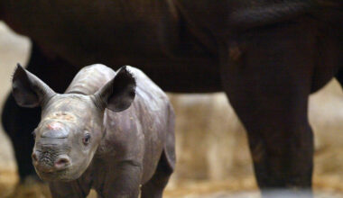 San Diego Zoo’s Frozen Zoo Gets Genomic Boost