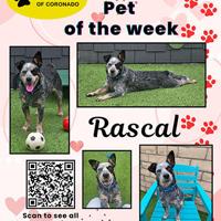 PAWS Pet-Of-The-Week | Coronado City News