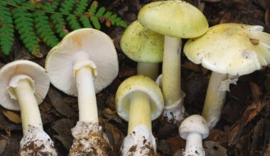 4 People Died After Eating Death Cap Mushrooms In California