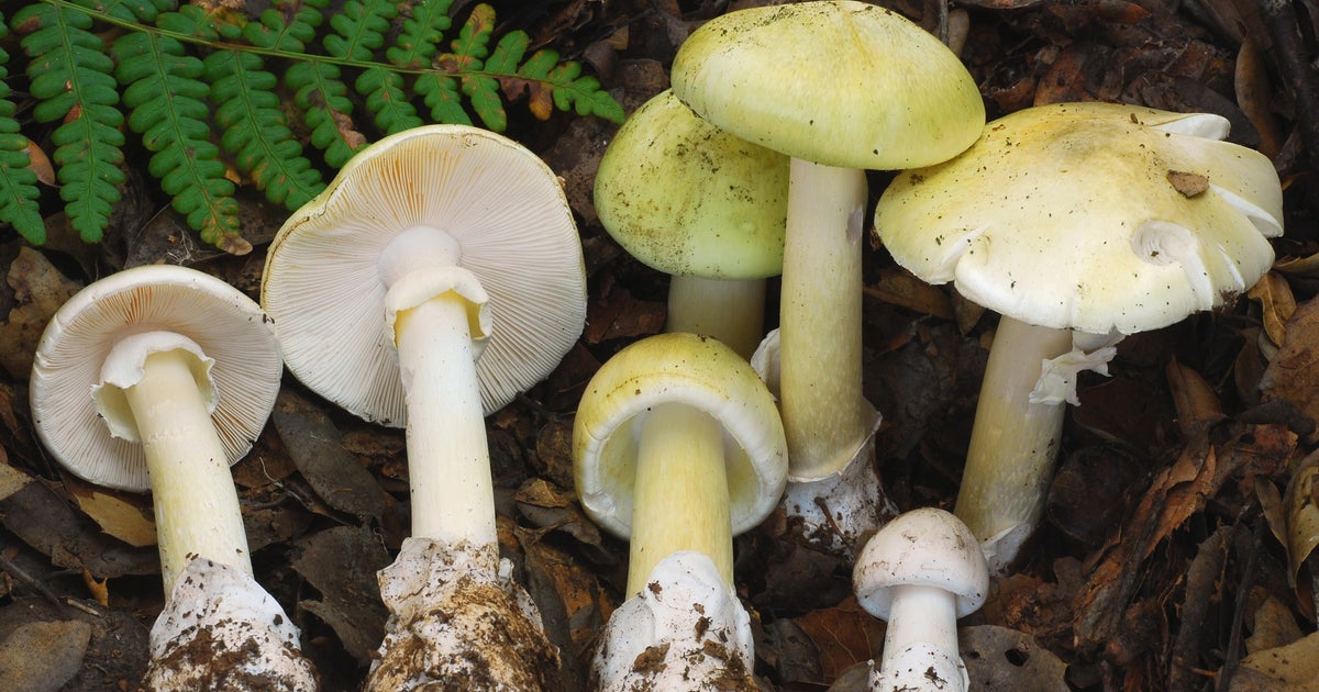 4 People Died After Eating Death Cap Mushrooms In California