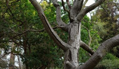 UC Berkeley research prevents ‘chucking wood’ by repurposing trees that would be discarded | Research And Ideas