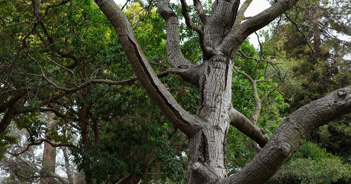 UC Berkeley research prevents ‘chucking wood’ by repurposing trees that would be discarded | Research And Ideas