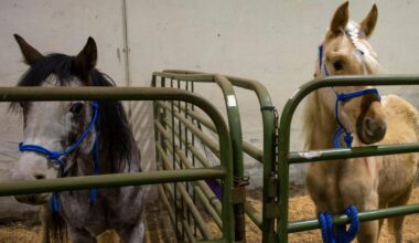 Oregon woman in 61-horse neglect case arrested in California | Oregon / Northwest