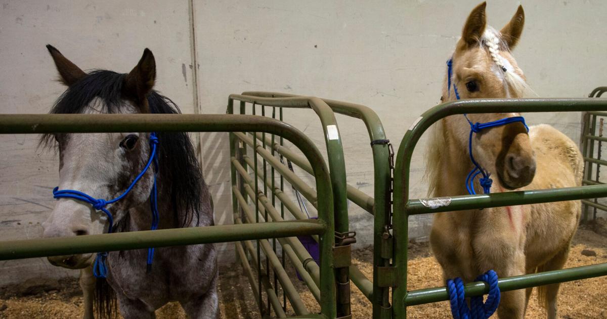Oregon woman in 61-horse neglect case arrested in California | Oregon / Northwest