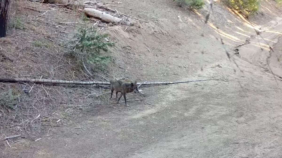L.A.’s Lone Wolf Has Already Moved On