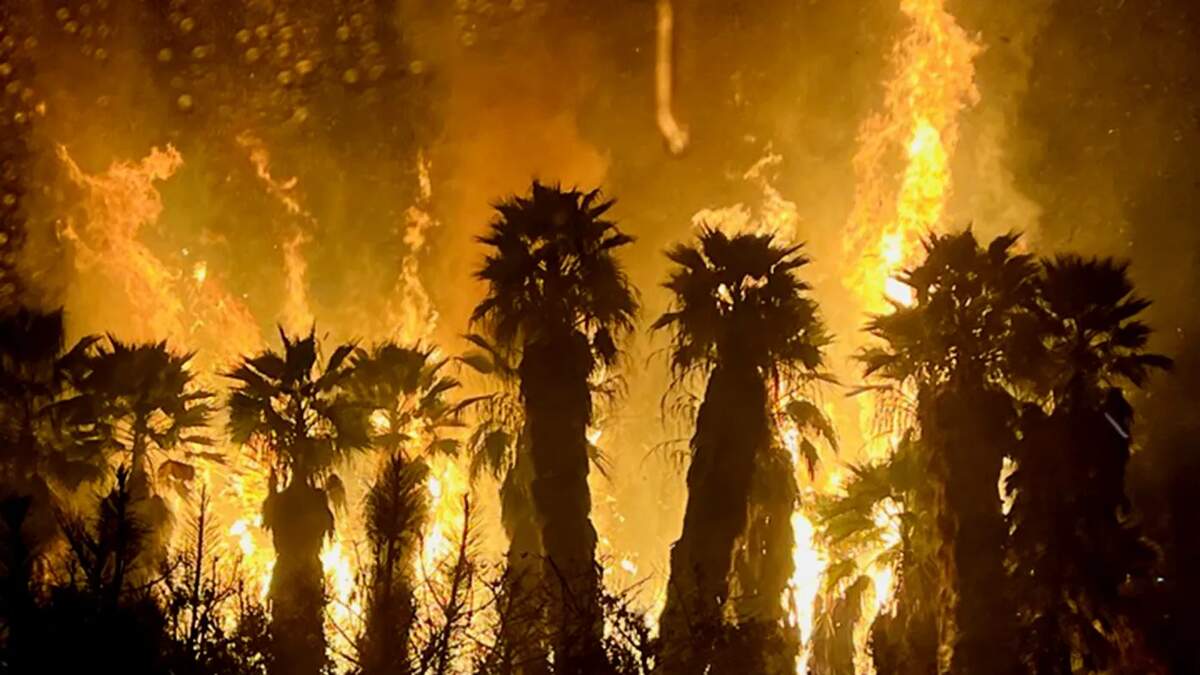 Palm Trees Burst Out In Flames In San Pasqual Valley, | STAR 94.1