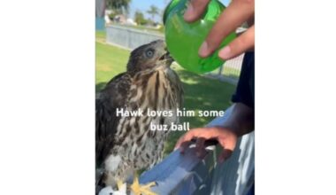 Los Angeles Man Jailed for Giving Alcohol to Wild Hawk