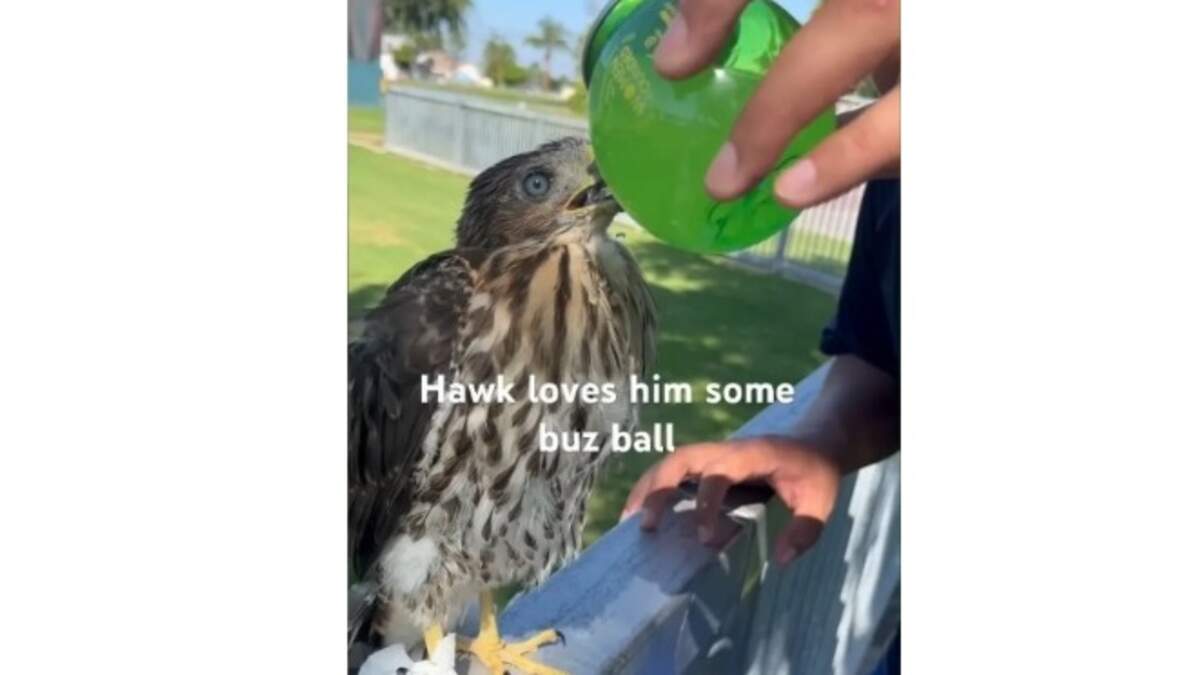 Los Angeles Man Jailed for Giving Alcohol to Wild Hawk