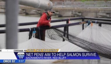Red Bluff salmon pens teach fish the path home on the Sacramento River | Video