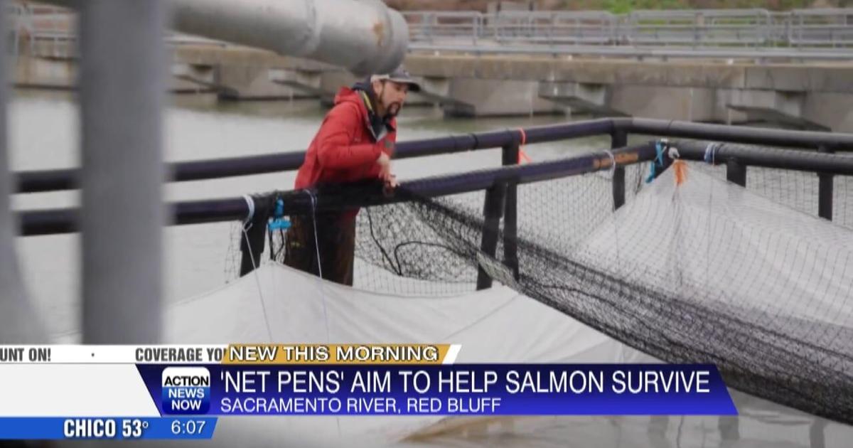 Red Bluff salmon pens teach fish the path home on the Sacramento River | Video