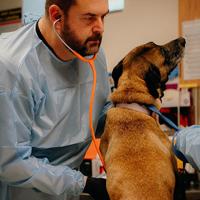 Coronado Gives Strengthens PAWS Of Coronado | Coronado City News