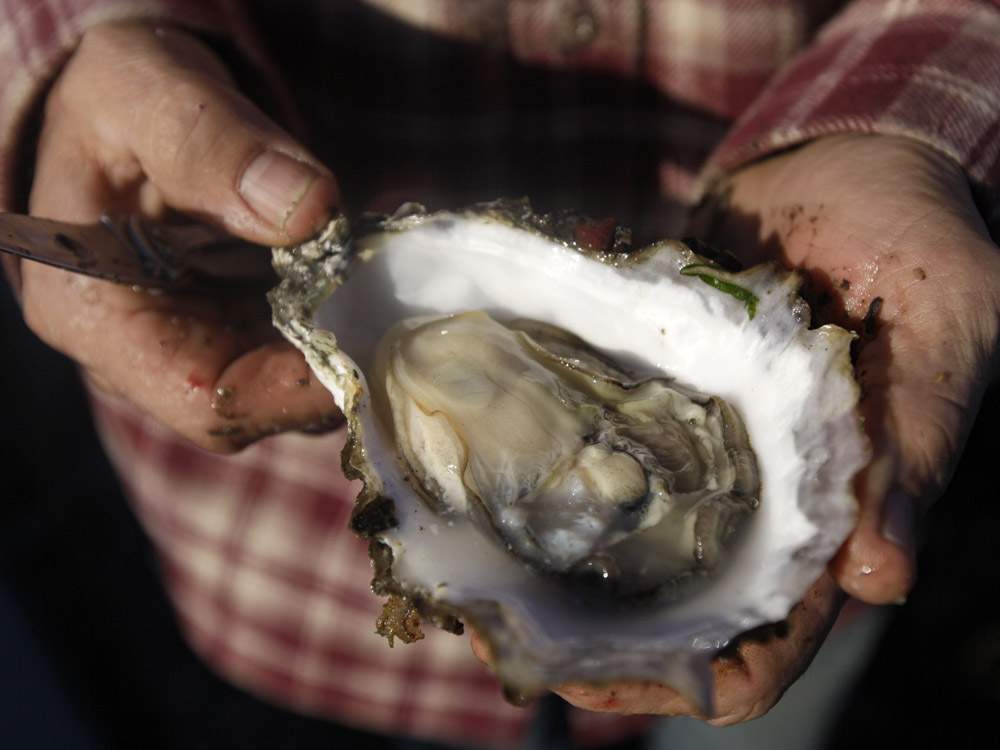 Drink beer and learn about wild oysters on Feb. 26