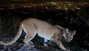 Mountain lion protections considered by California officials