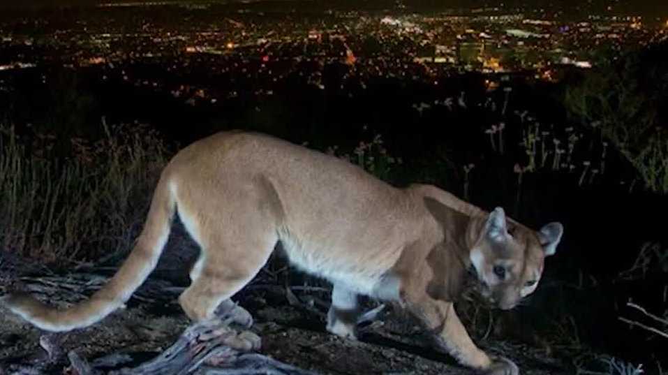 Mountain lion protections considered by California officials