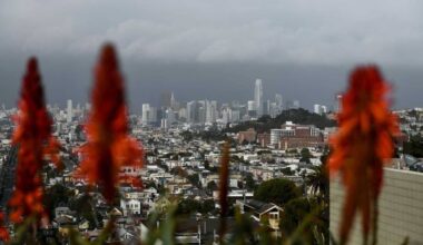 Red flowers out of focus in foreground, downtown San Francisco in background under gray skies