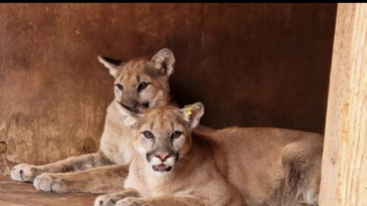 New protection for California mountain lions